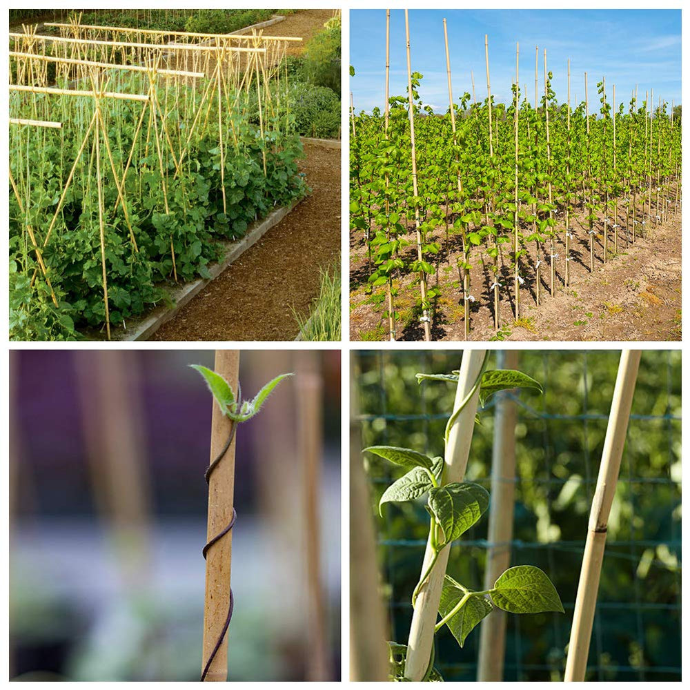 Mininfa stake beside measuring tape showing 57-inch length for tall plant coverage