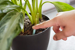 Miracle-Gro varias espigas en maceta grande mostrando distribución uniforme y mayor cobertura