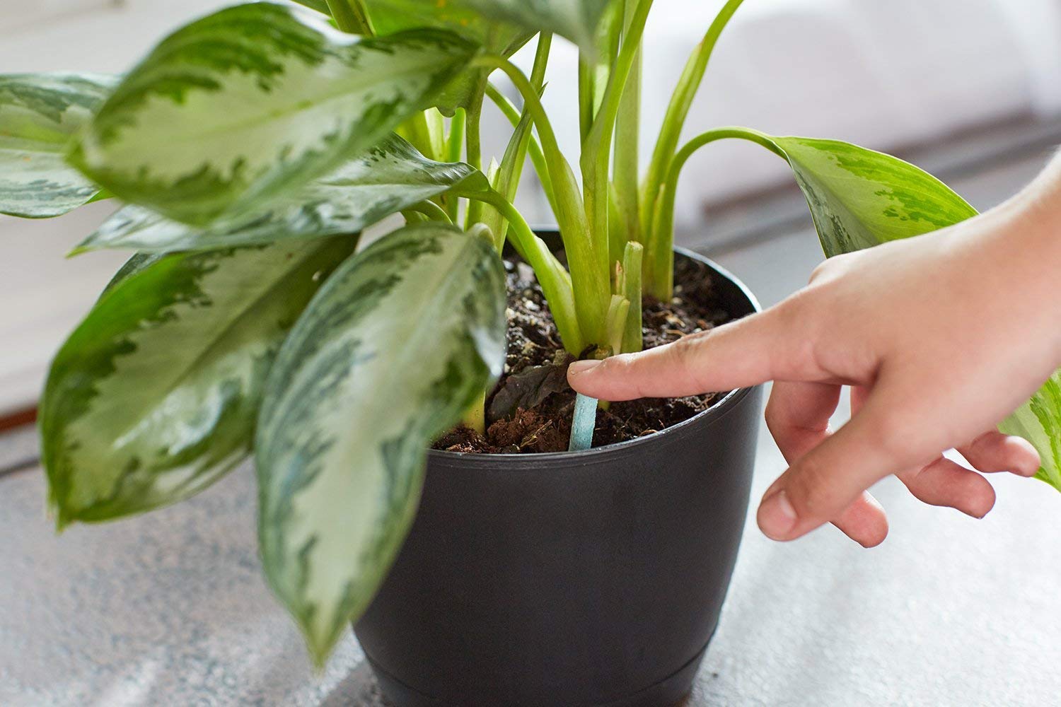 Miracle-Gro espiga insertada en maceta pequeña demostrando aplicación sencilla y limpieza