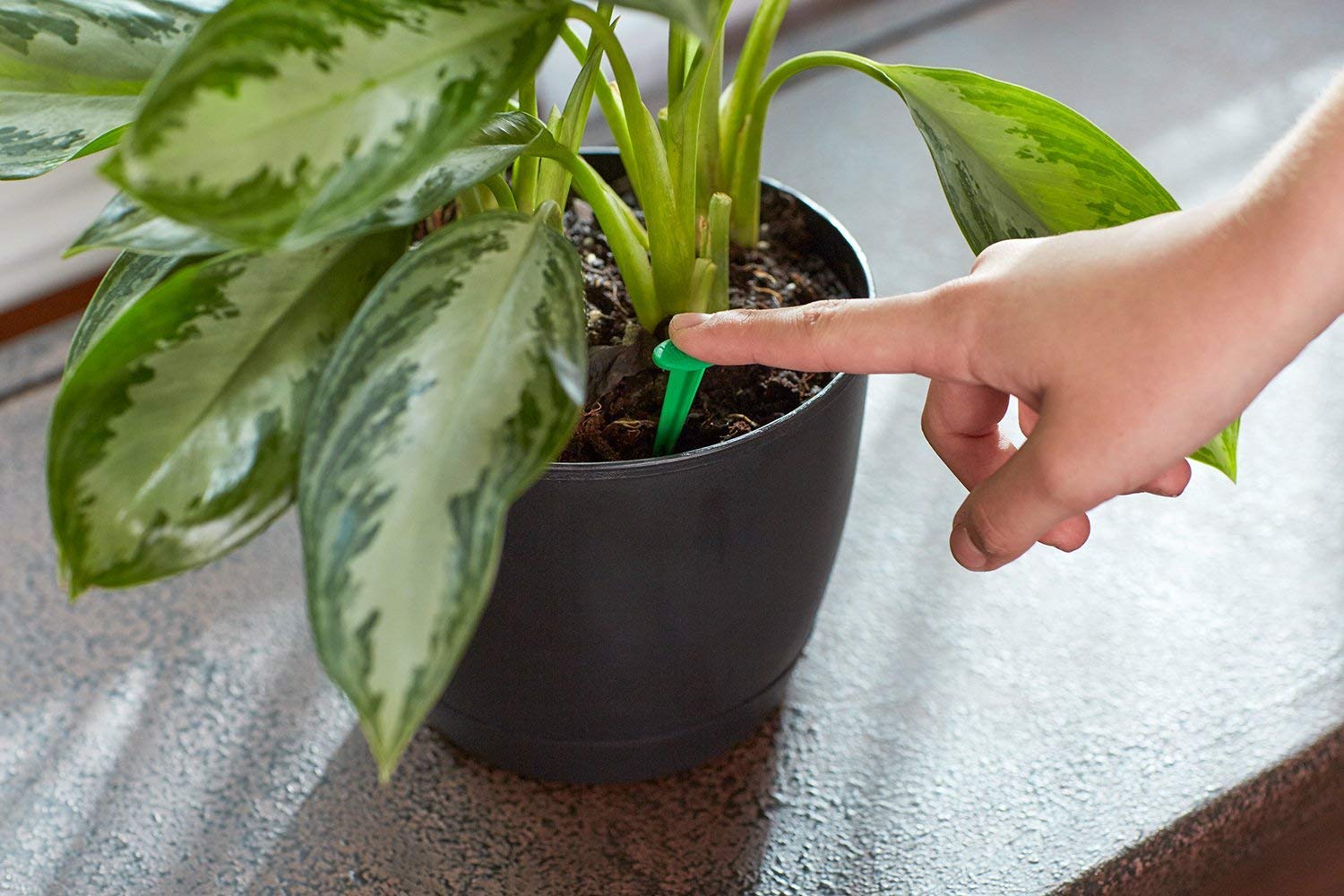 Miracle-Gro primer plano de textura de espiga para liberación controlada y alimentación continua