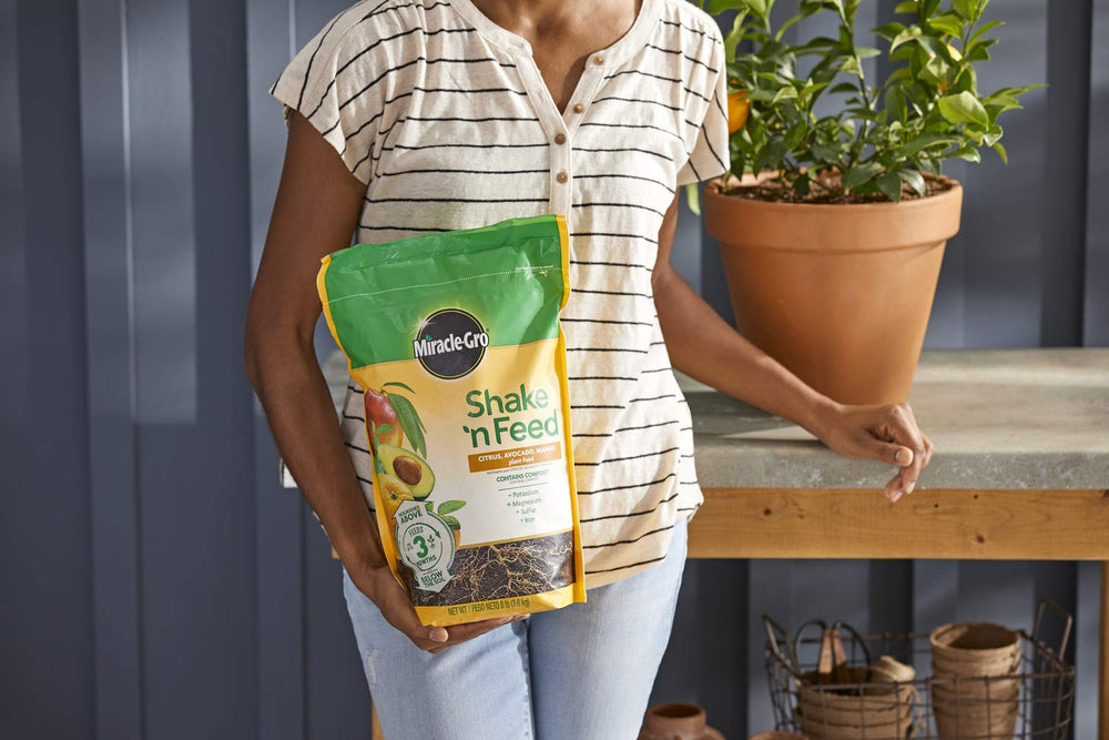 Miracle-Gro applied to in-ground fruit tree with even spread to avoid trunk contact