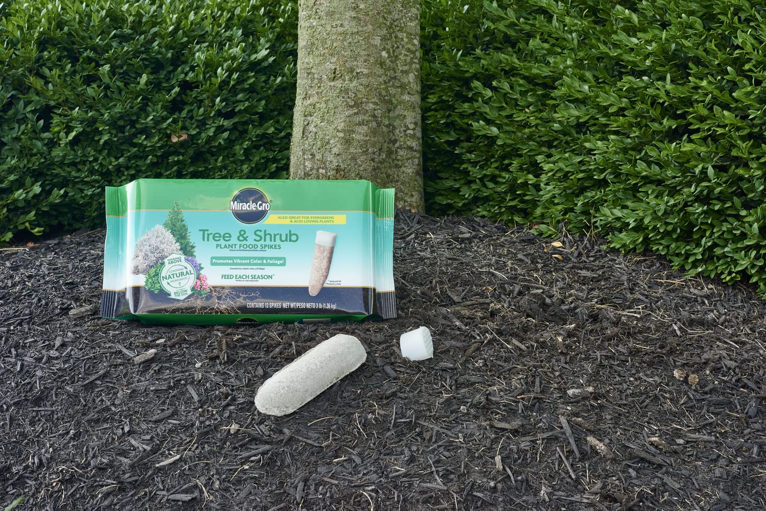 Miracle-Gro spikes inserted in soil near shrub roots for targeted feeding benefit