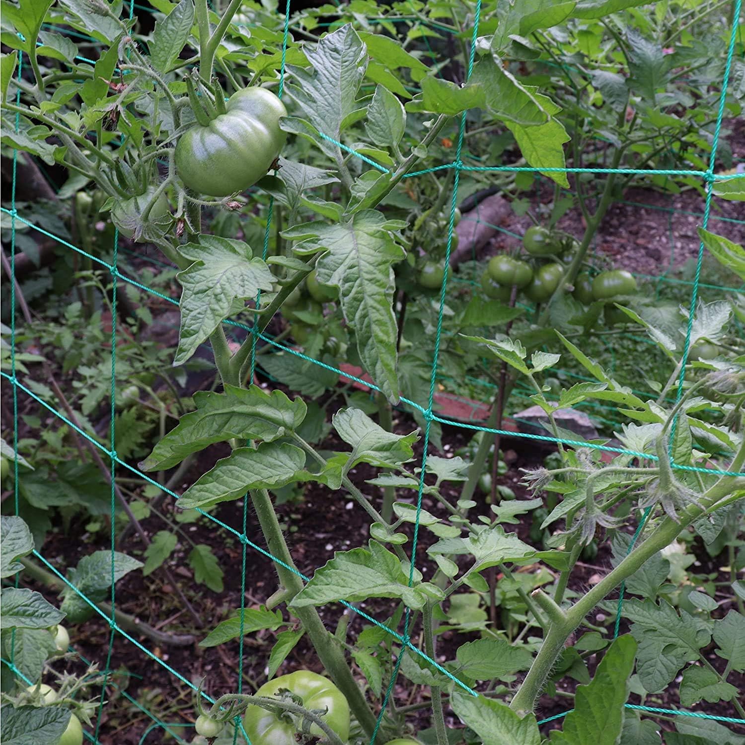 Miuezuth netting used as horizontal canopy for cucumbers increasing sun exposure