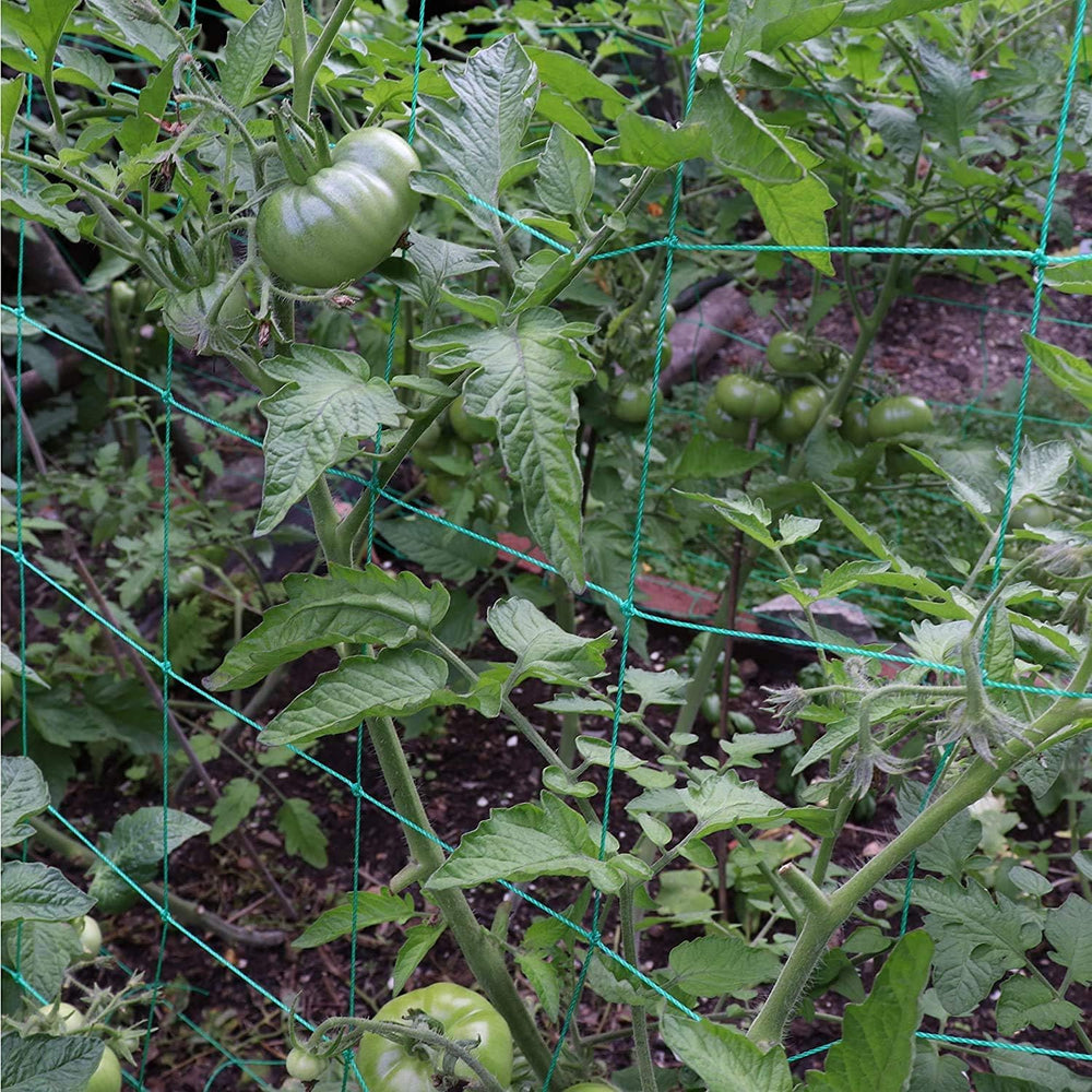 Miuezuth netting used as horizontal canopy for cucumbers increasing sun exposure