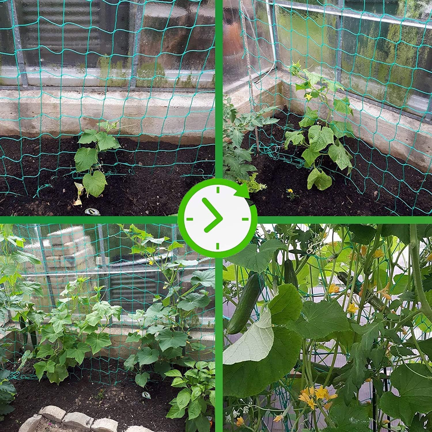 Miuezuth trellis netting in use on a tomato frame improving air circulation and support