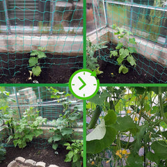 Miuezuth trellis netting in use on a tomato frame improving air circulation and support