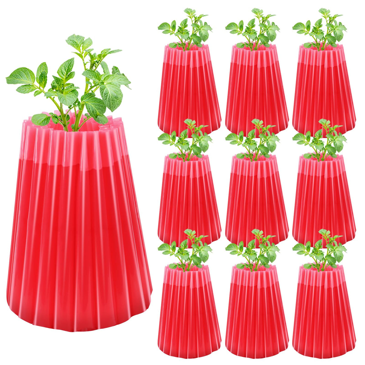 MJZ front packaging showing 10-pack protectors and included components for early planting