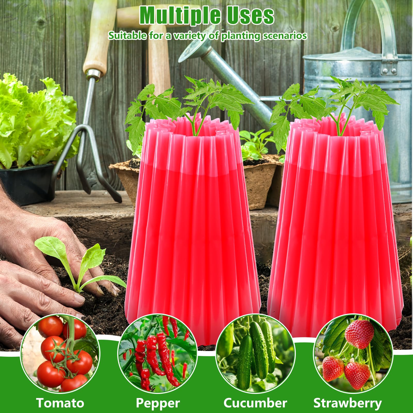 MJZ protector surrounding a tomato plant protecting from cold and pests