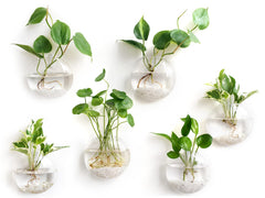 Mkono front view of six hanging glass planters showing modern display benefit