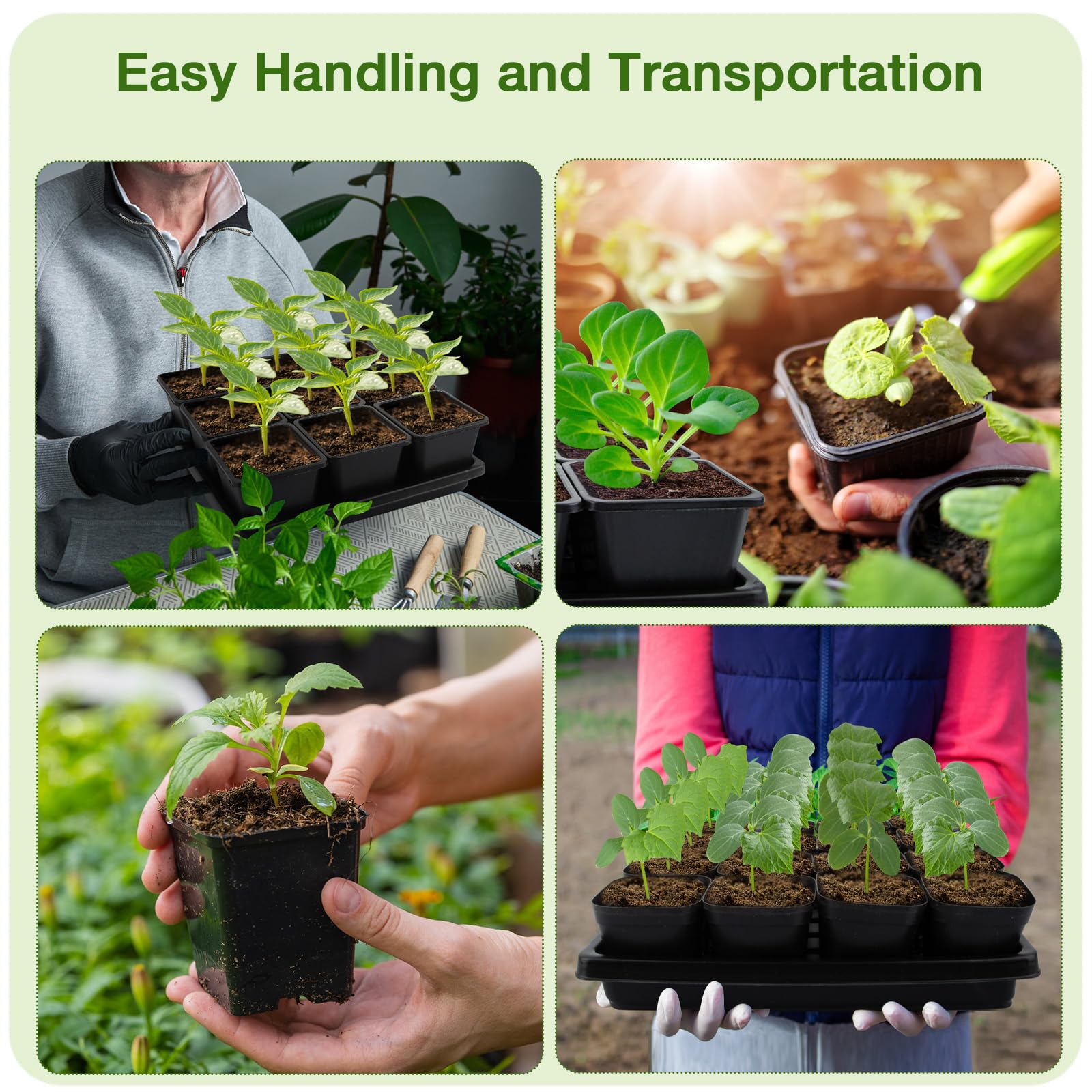 Mlhezy hand holds a 3.5-inch pot to show scale and ease of transplanting