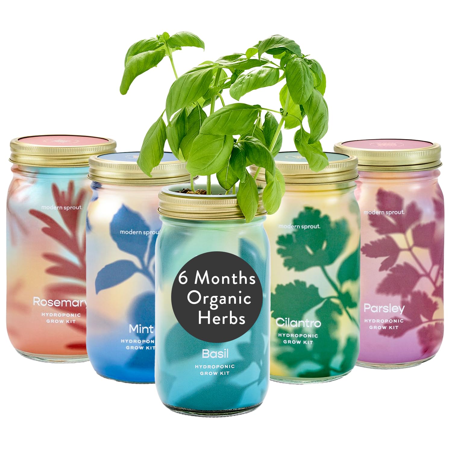 Modern Sprout five-pack mason jars on counter showing neat hydroponic setup and fresh herbs