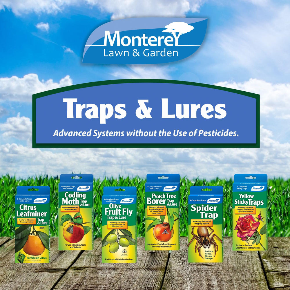 Monterey sticky card with captured moths illustrating trap effectiveness and monitoring results