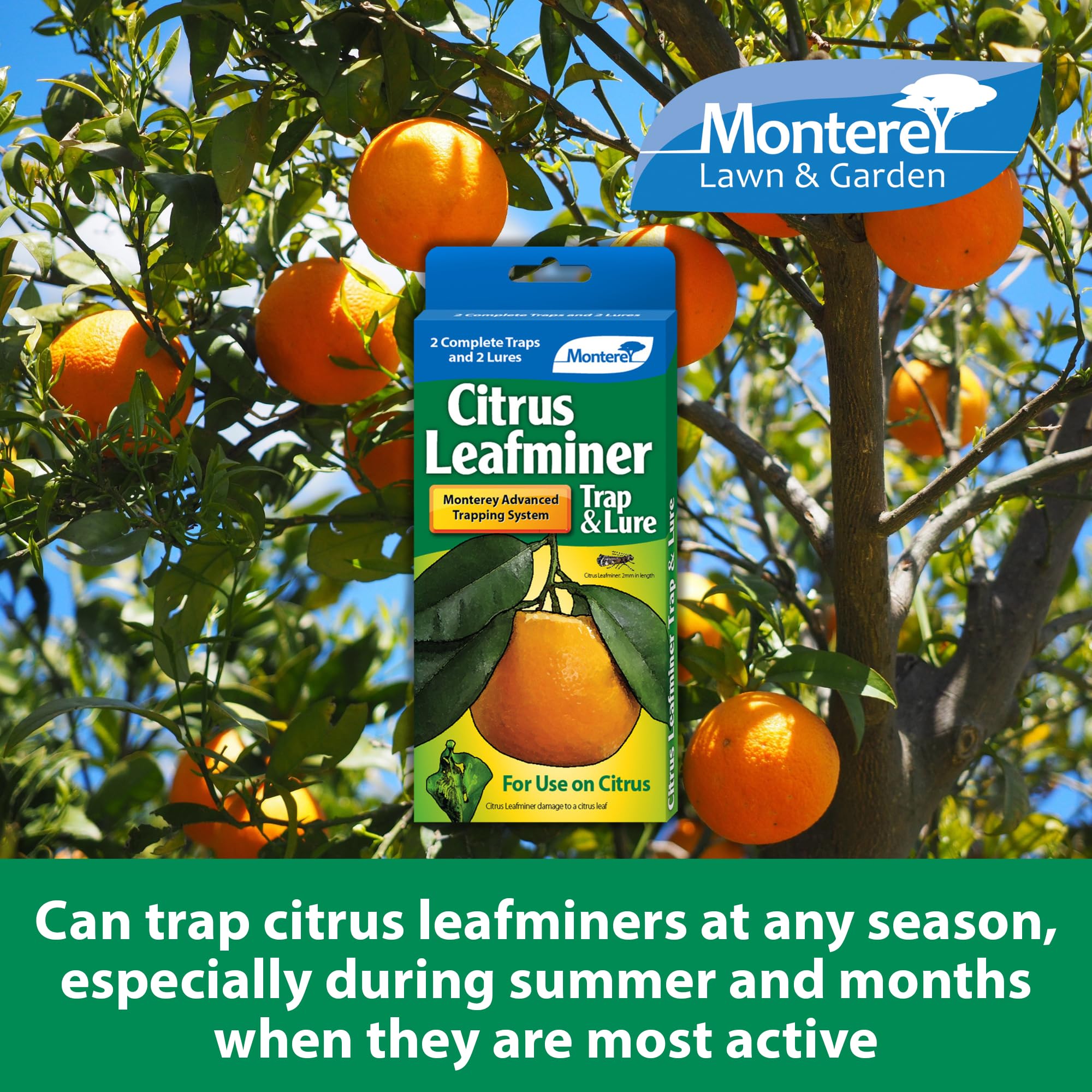 Monterey trap hanging in citrus tree demonstrating correct placement for accurate monitoring