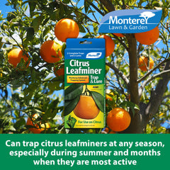 Monterey trap hanging in citrus tree demonstrating correct placement for accurate monitoring