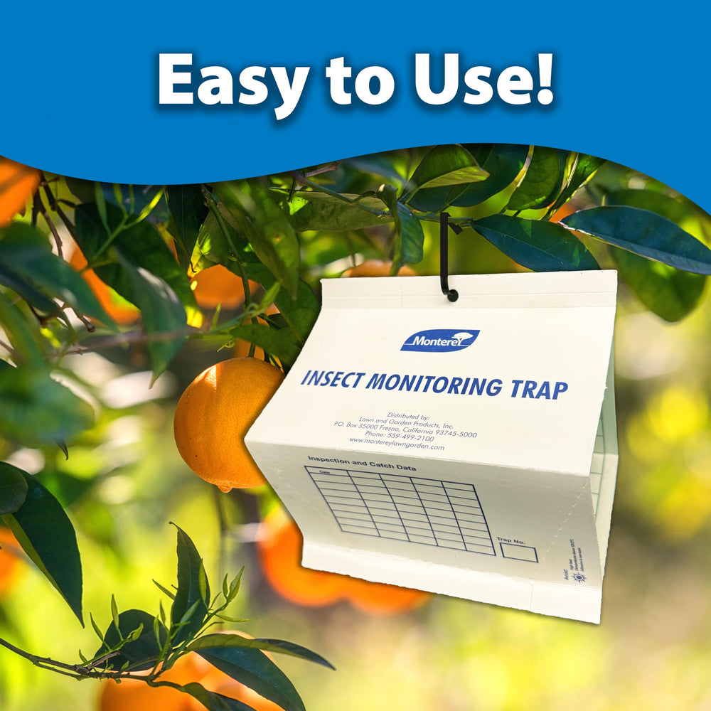 Monterey trap sticky card close-up displaying adhesive surface to capture leafminer moths effectively