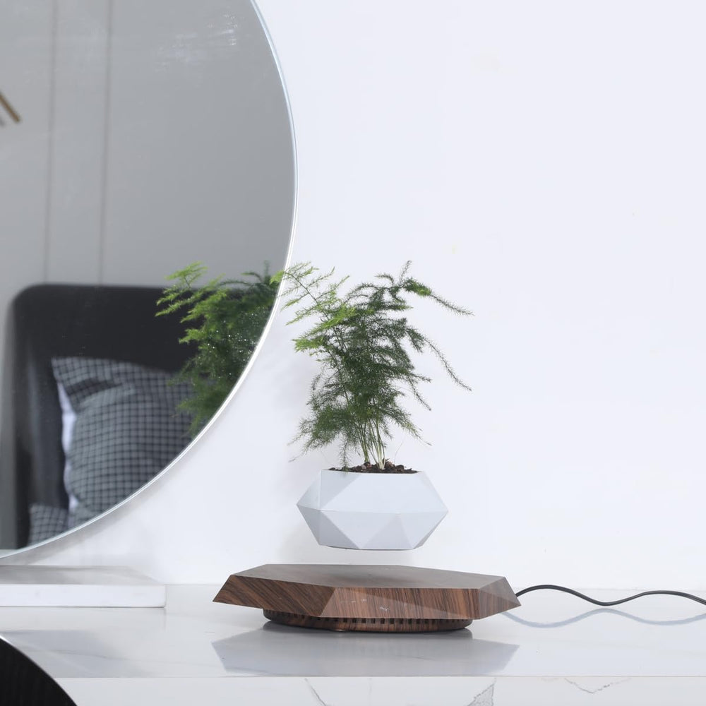 MOOCCI top view with succulent displaying full 360-degree light exposure benefit