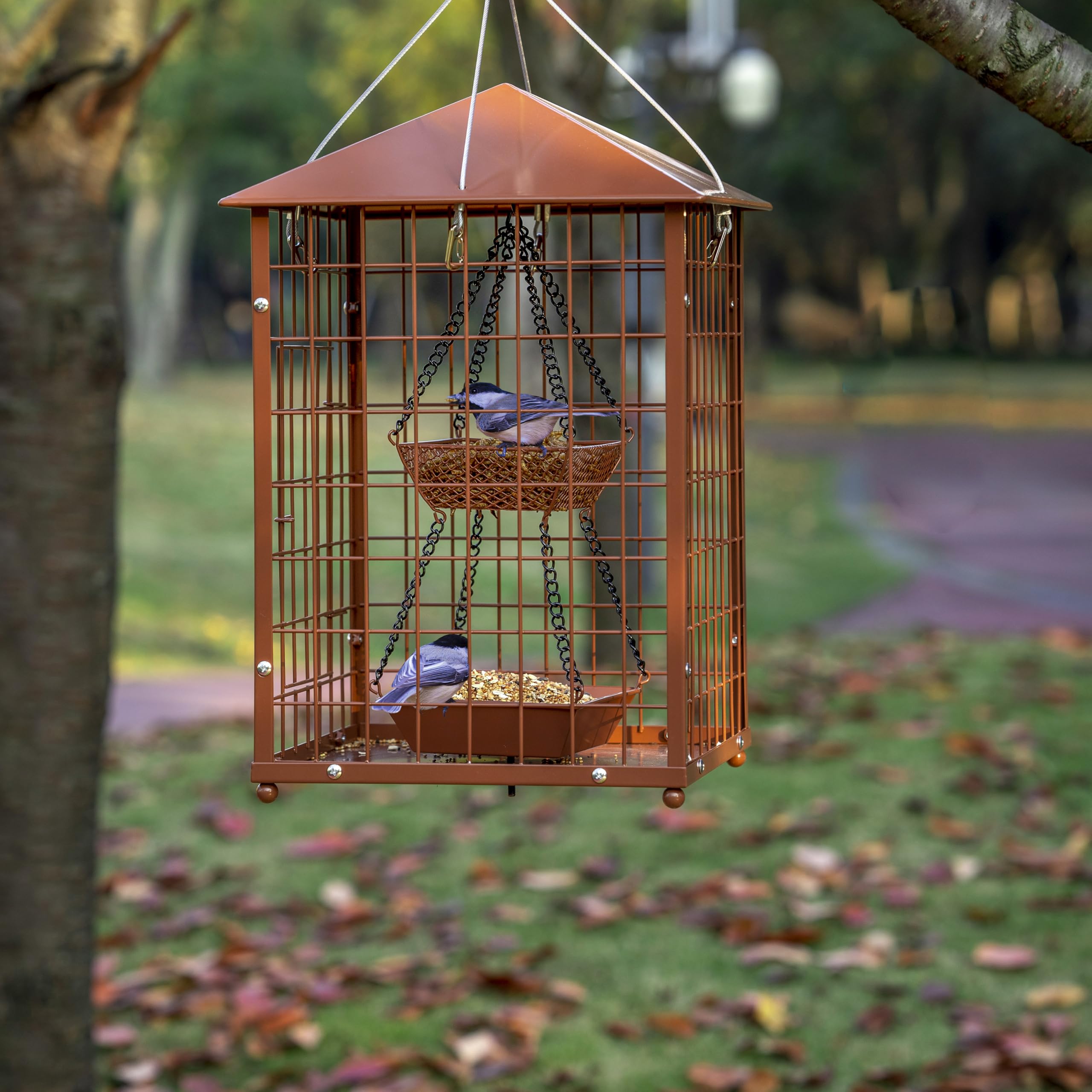 Mosloly birds feeding with bluebird on feeder showing attraction and benefit: better viewing