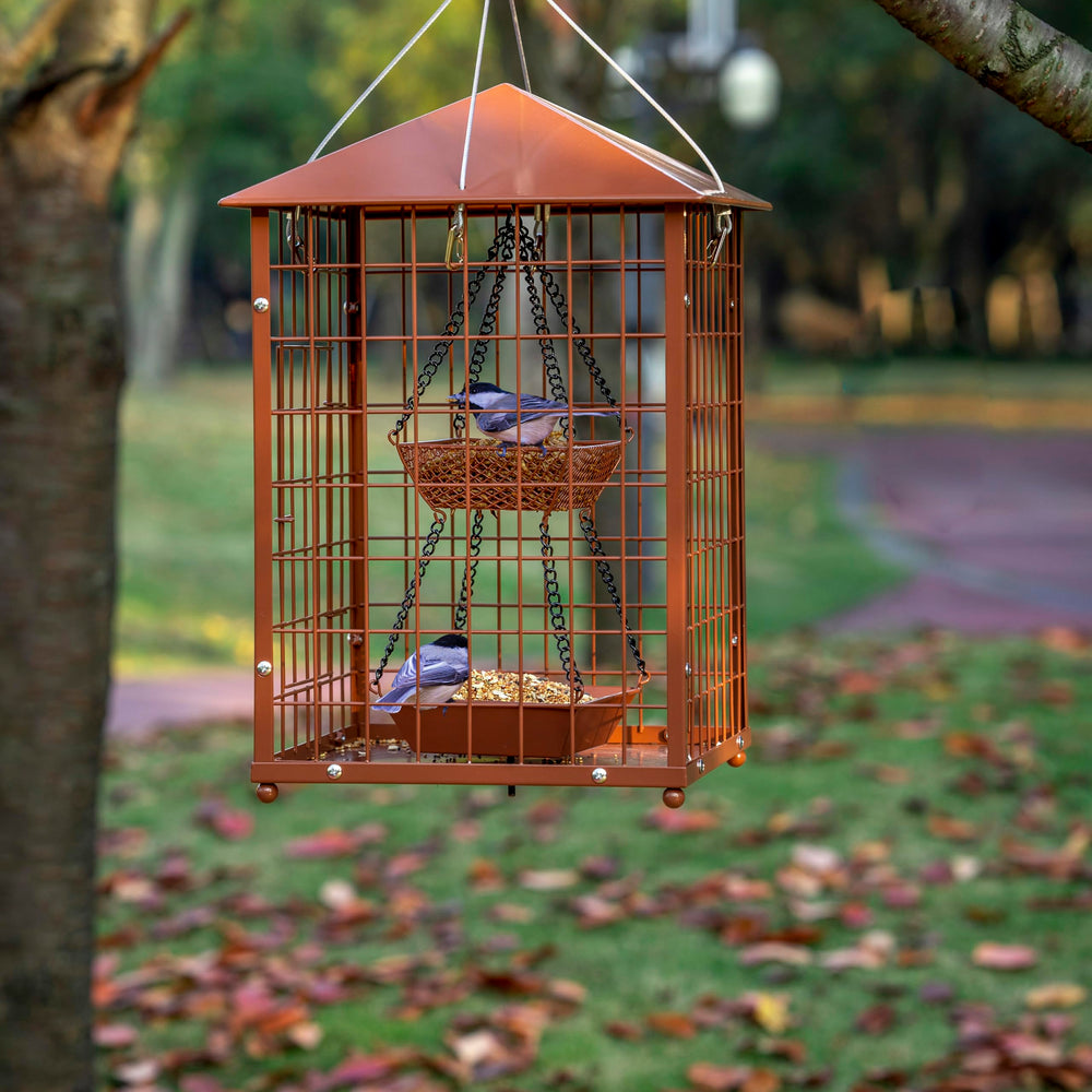 Mosloly birds feeding with bluebird on feeder showing attraction and benefit: better viewing