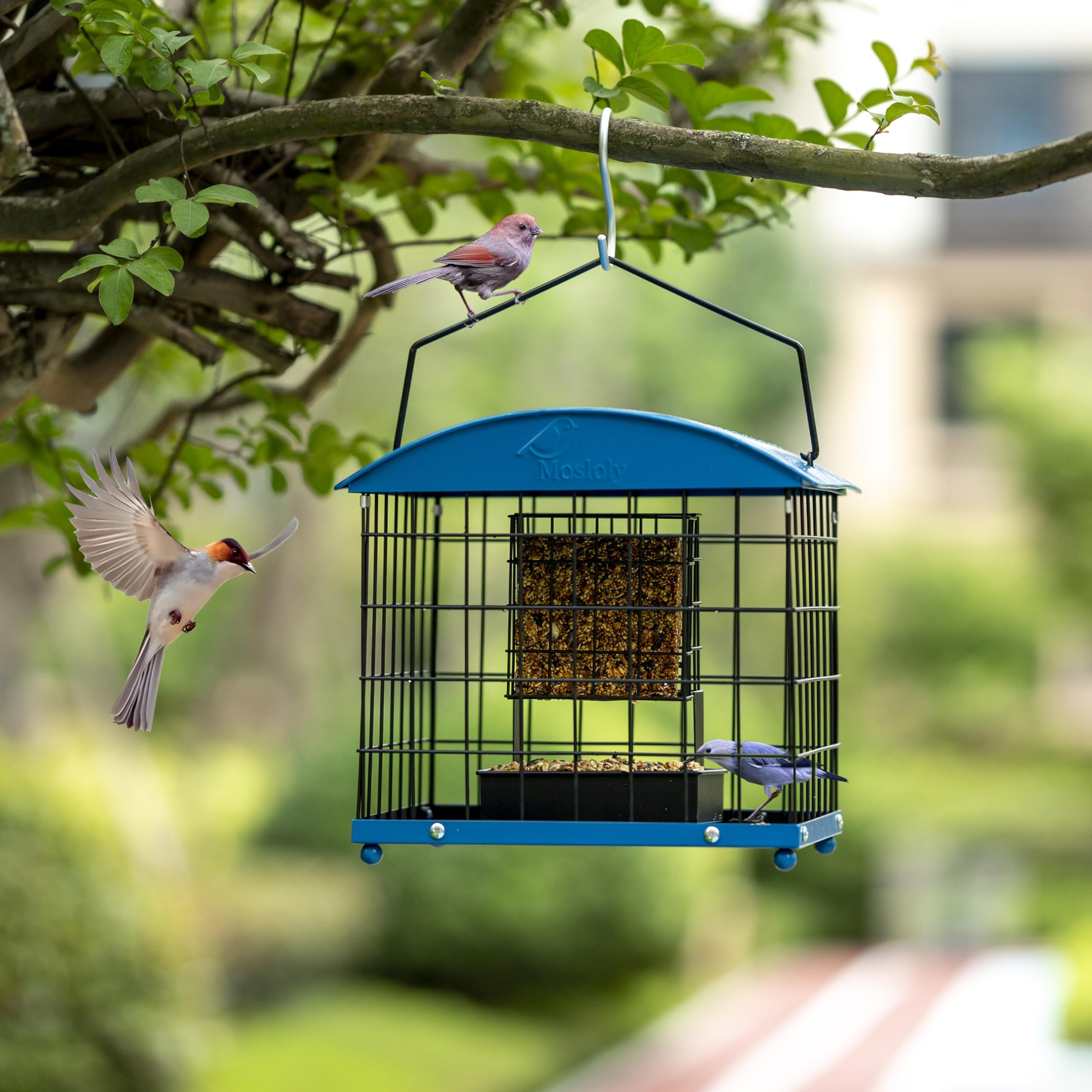 Mosloly cage opening detail showing small-bird-only entry to deter squirrels
