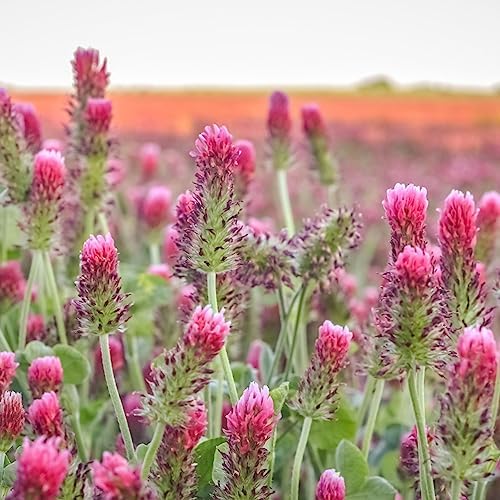 bees on crimson and white clover blooms from Mountain Valley Seed Co attracting pollinators
