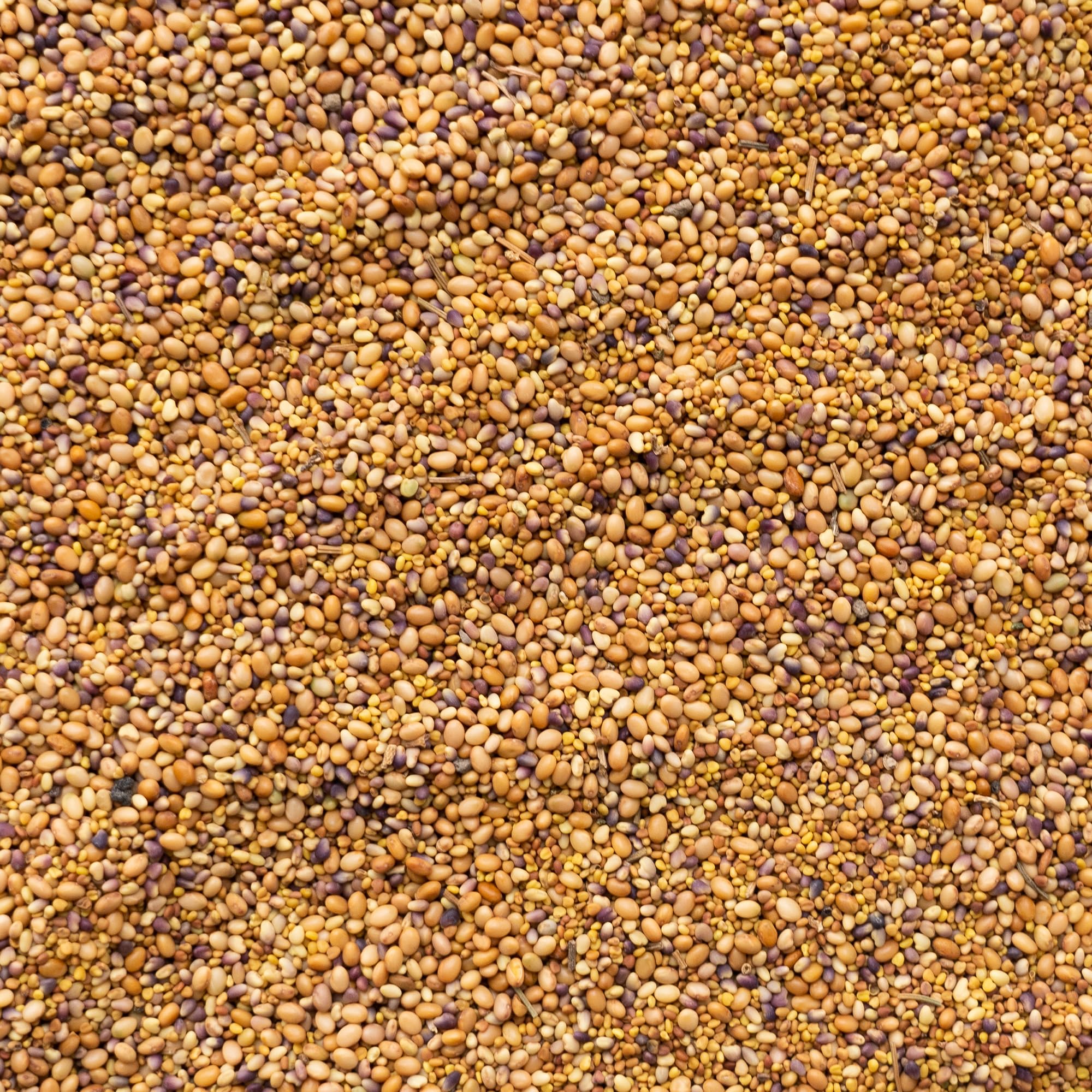 close-up of clover trio seeds from Mountain Valley Seed Co showing uniform quality