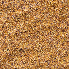 close-up of clover trio seeds from Mountain Valley Seed Co showing uniform quality