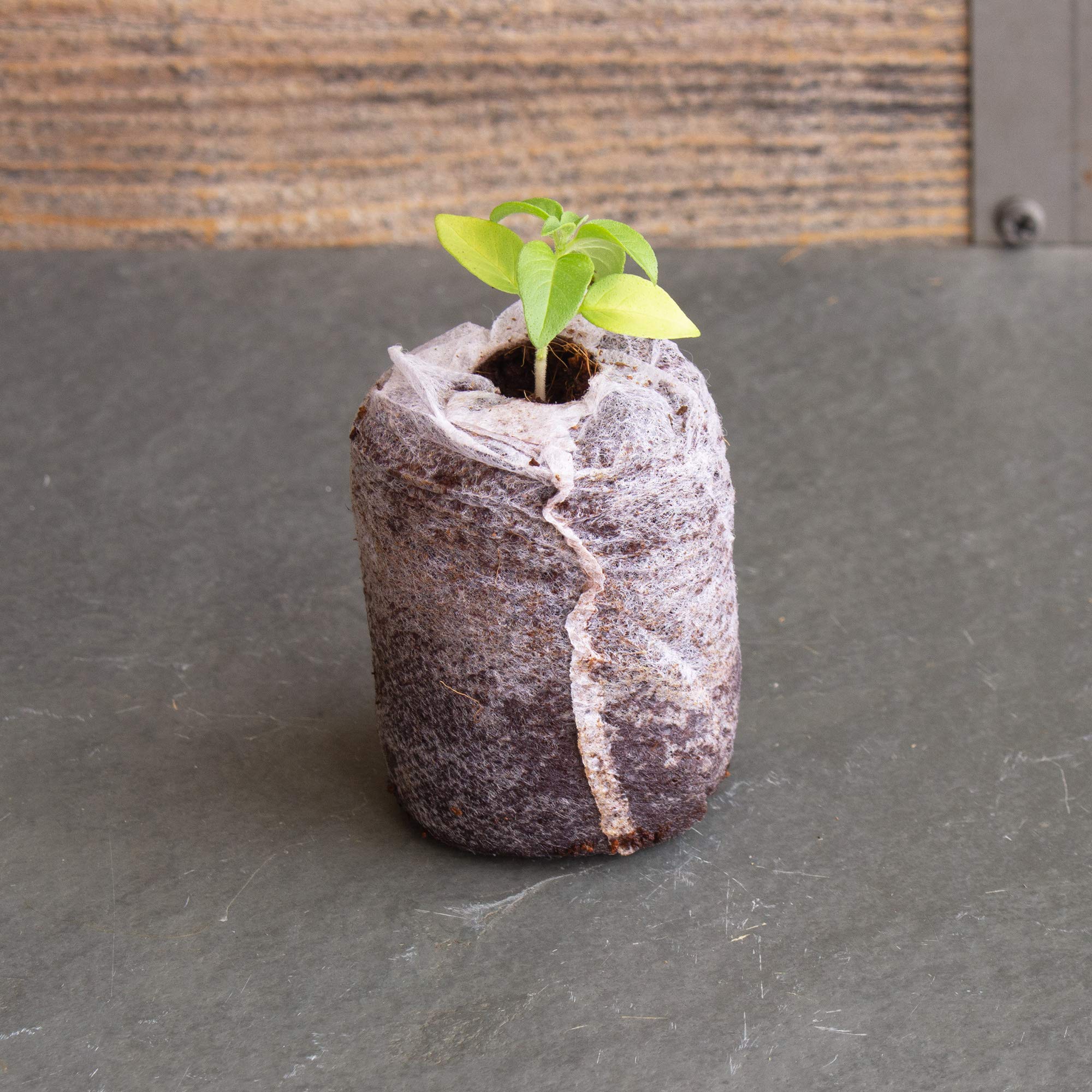 Mountain Valley Seed Co pellets on a sunny windowsill with pots illustrating at-home use