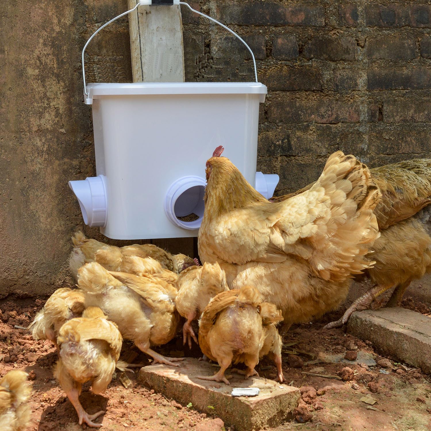 mozoba feeder installed hanging on coop fence for space-saving and cleaner floor