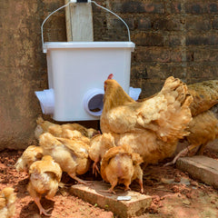 mozoba feeder installed hanging on coop fence for space-saving and cleaner floor