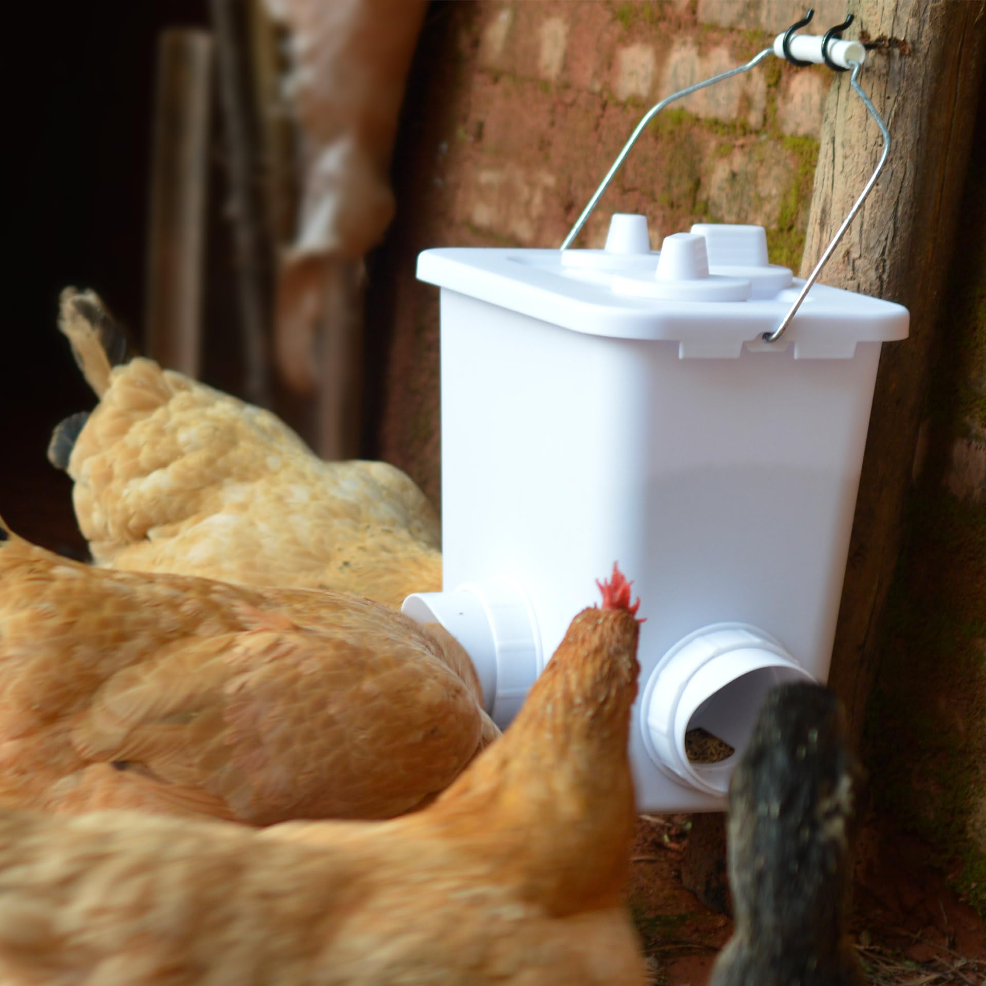 mozoba size comparison with chicken beside bucket showing capacity and scale