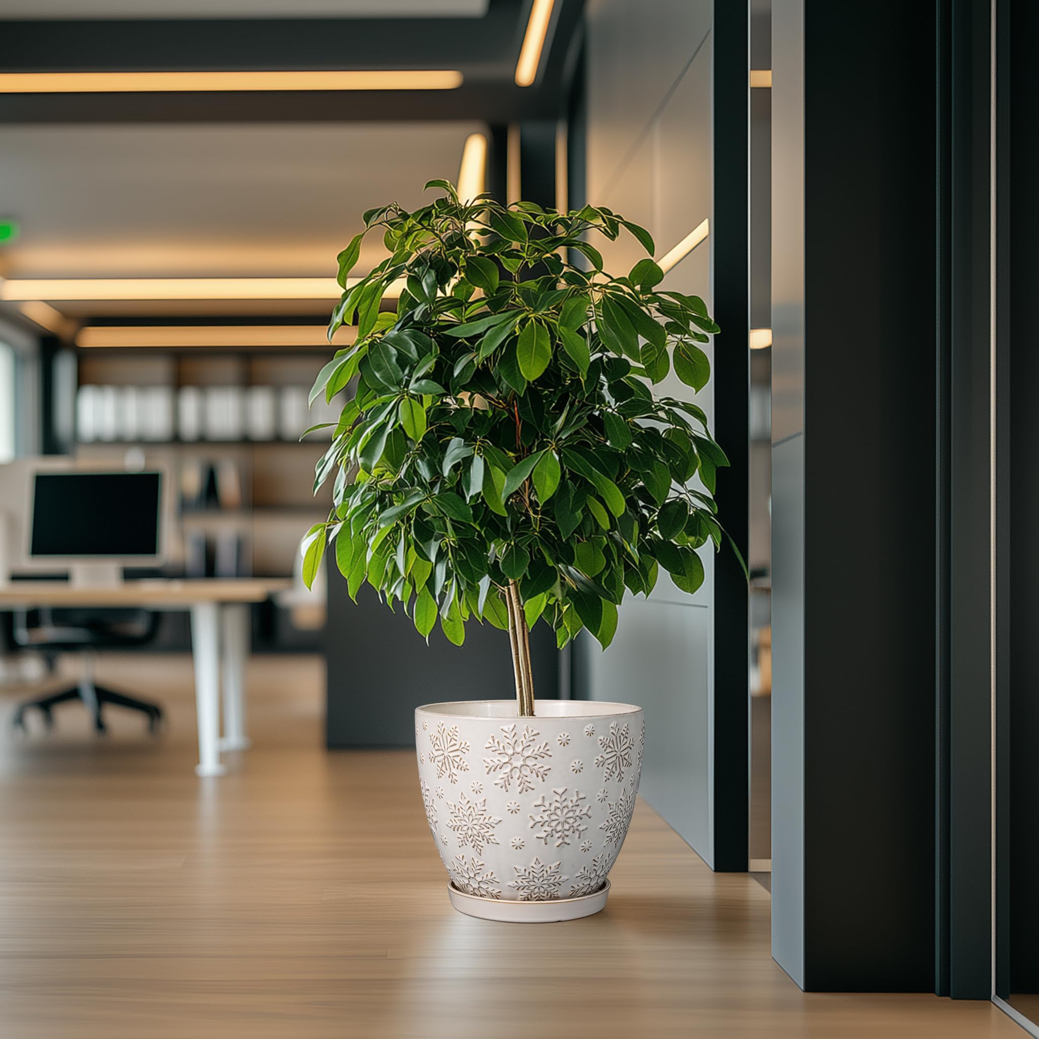 MPotTo planter in use with monstera showing healthy display and style