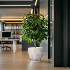 MPotTo planter in use with monstera showing healthy display and style
