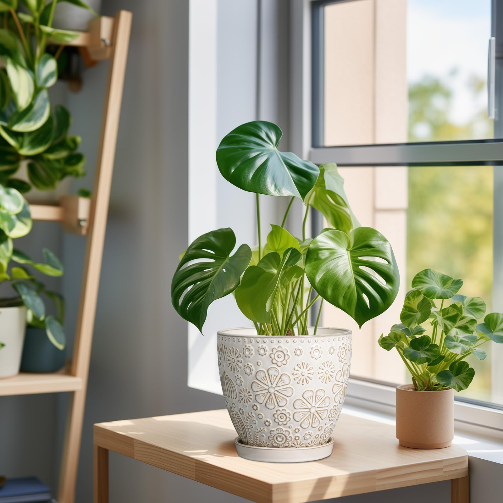MPotTo orchid on windowsill illustrating bright placement and healthy airflow benefit