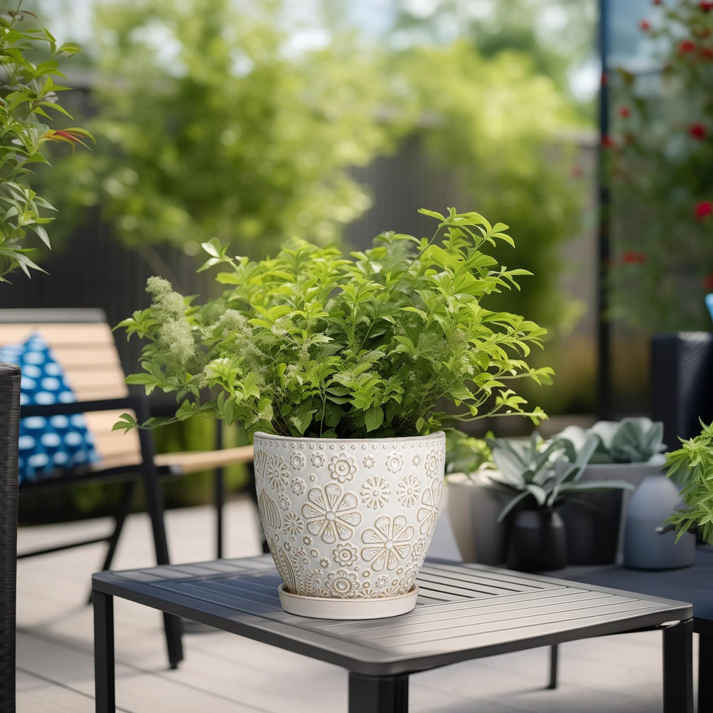 MPotTo planted succulent on wooden shelf offering compact greenery and easy styling