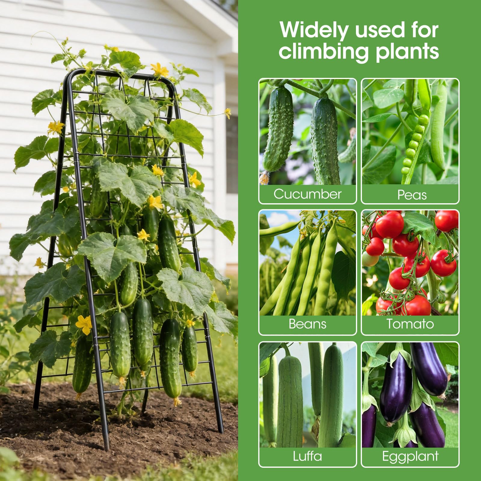 MQHUAYU trellis extended to 50 inches showing mature vine clearance