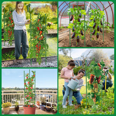 MQUPIN cage in garden with tomato vines benefiting from vertical support