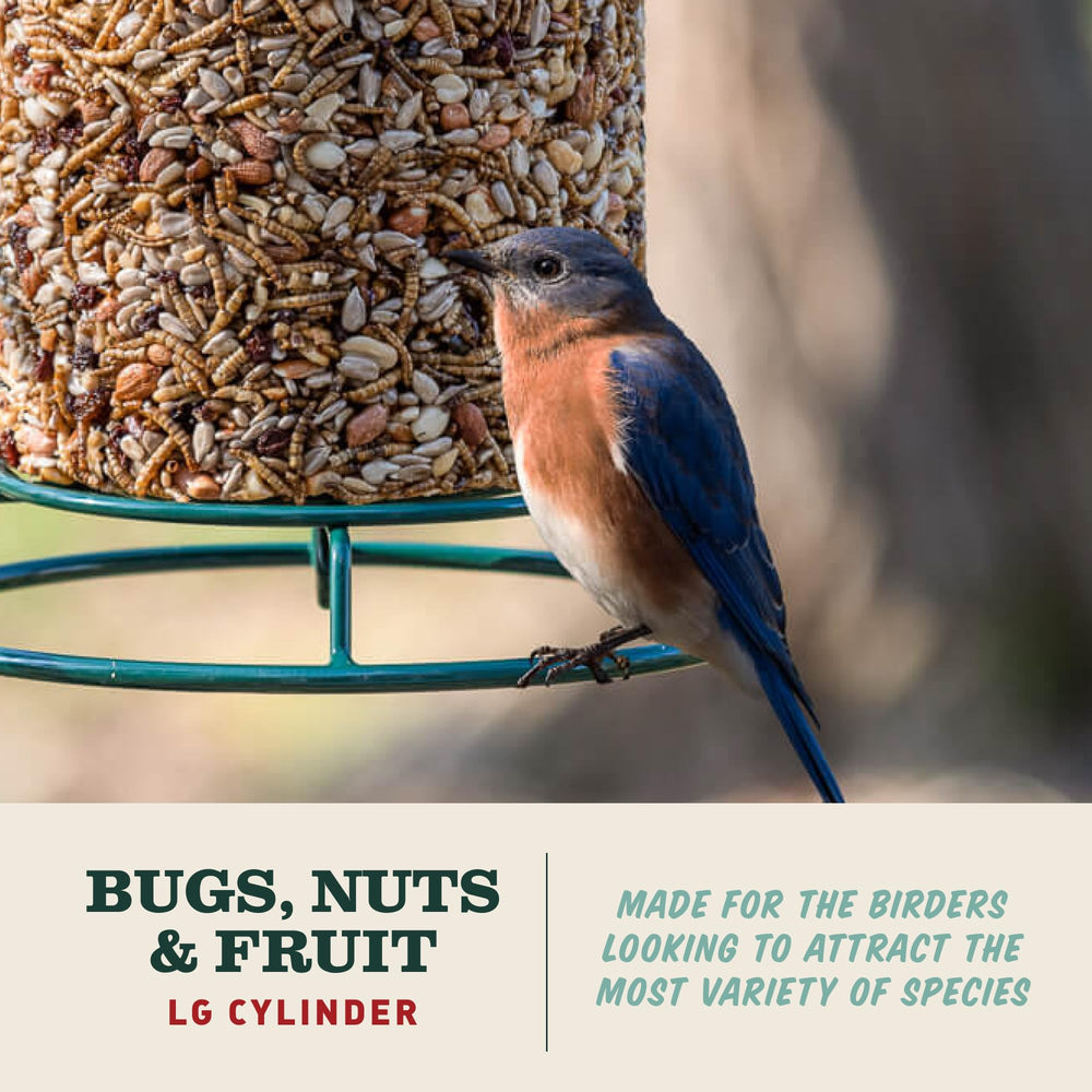 Mr. Bird close-up of mealworms in cylinder, high protein appeal for birds