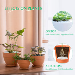 Mr. Fireglass pebbles in succulent pot providing tidy top-dress and plant contrast