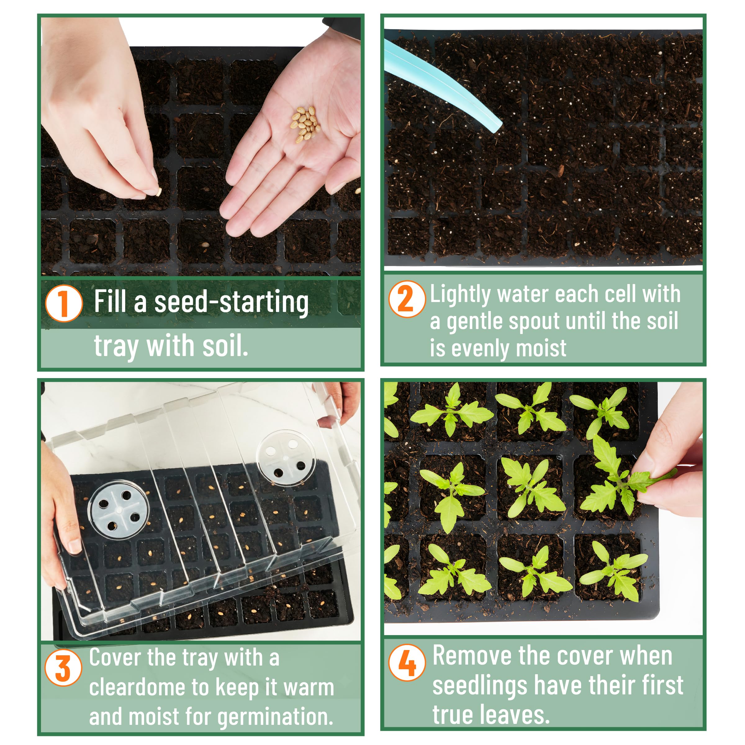 Mr. Pen seedlings developing in cells showing healthy uniform growth benefit