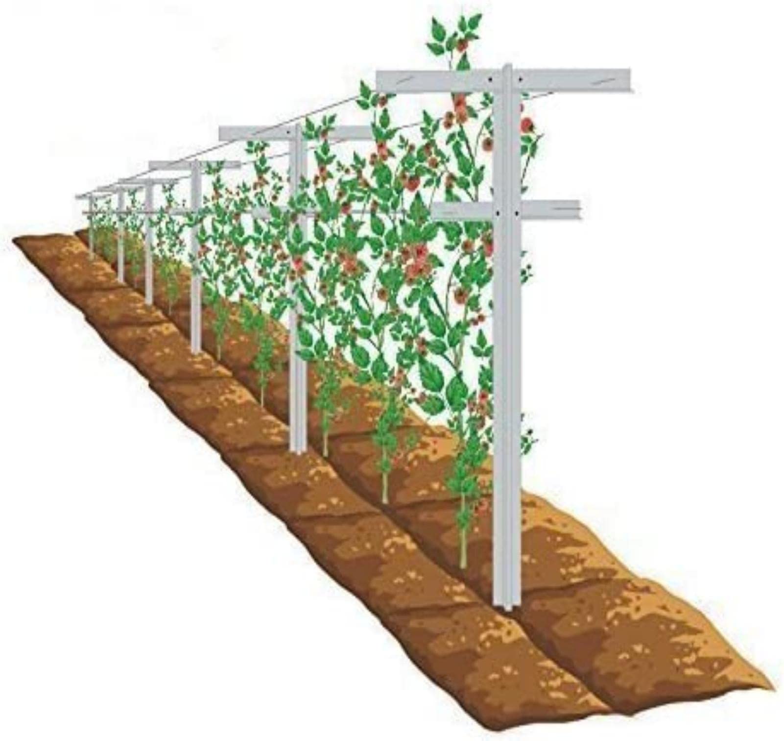 Mr Garden front view of 7ft trellis showing full height and arms, durable support