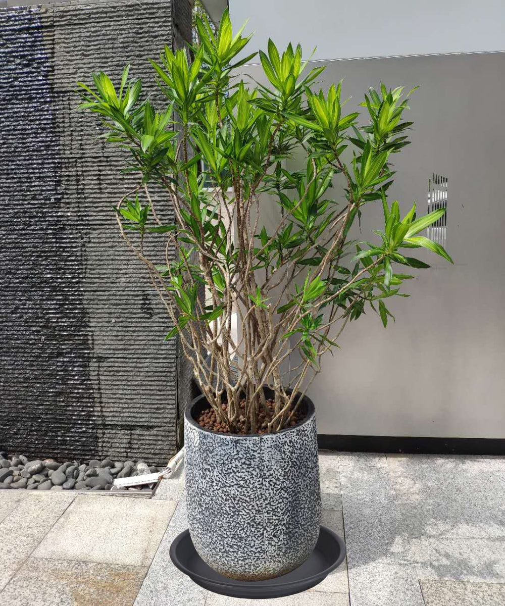 MSKIAUO saucer under a large planter preventing spills and stains