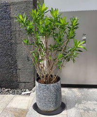 MSKIAUO saucer under a large planter preventing spills and stains