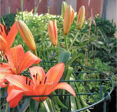 MTB Garden legs pushed into soil showing depth for stable anchoring benefit