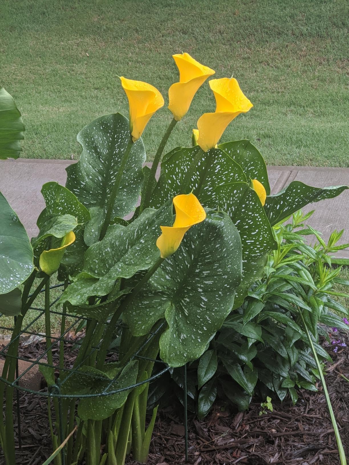 MTB Garden supports protecting flowers along pathway for cleaner borders