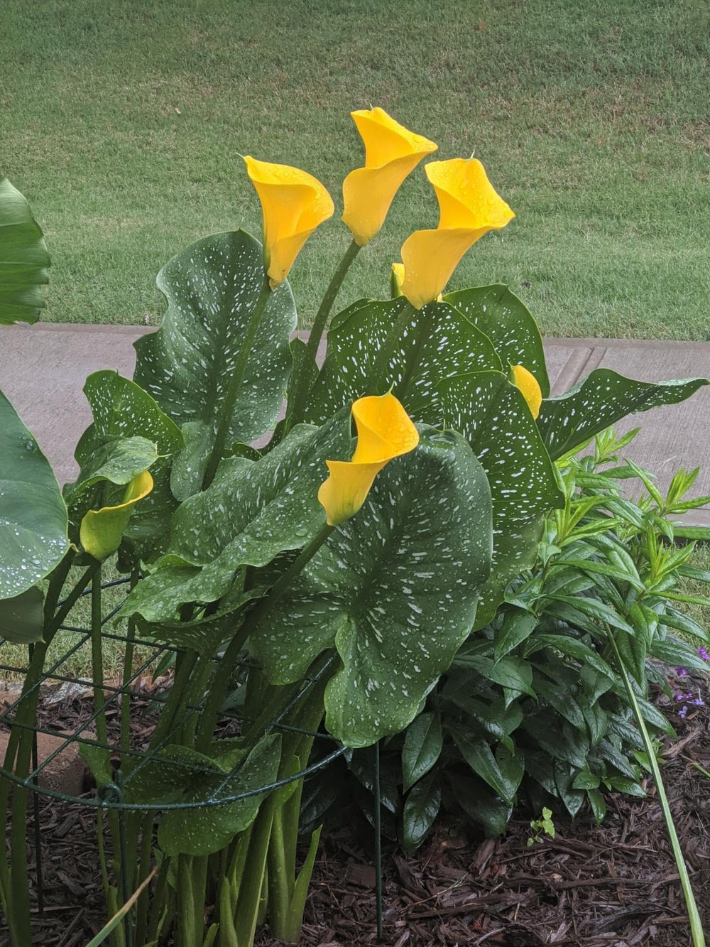MTB Garden supports protecting flowers along pathway for cleaner borders