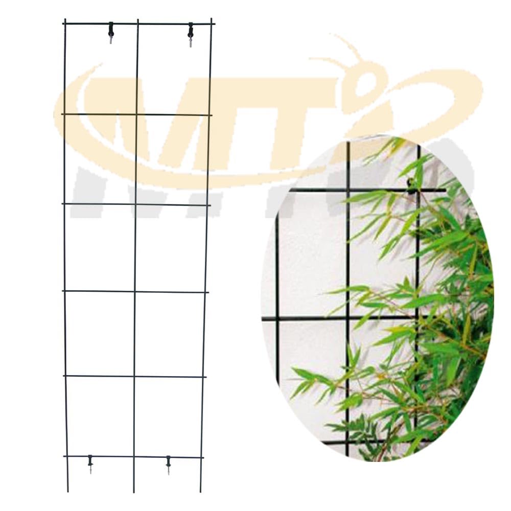 MTB Supply trellis supporting a climbing rose for improved airflow and display