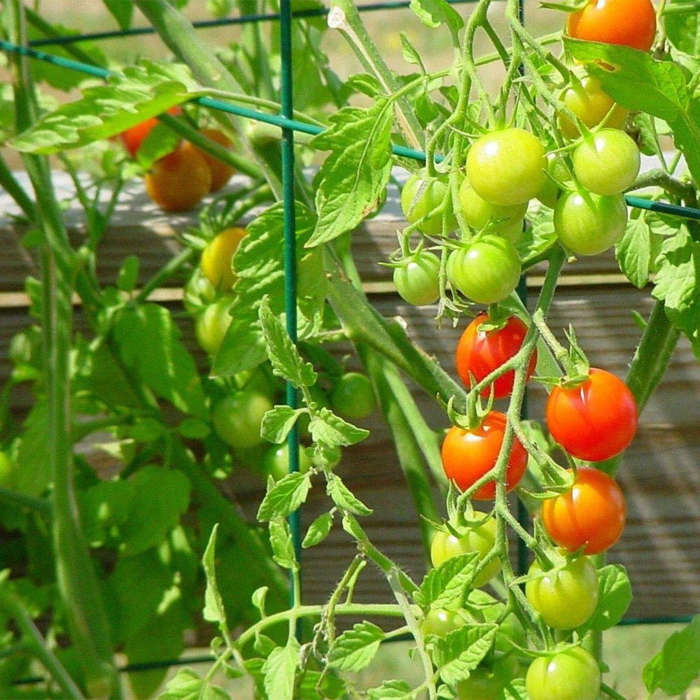 MTB Supply two sets connected as expanded lattice supporting larger plants