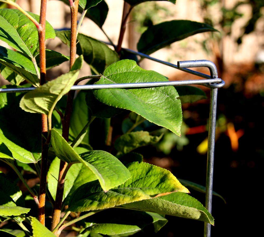 MTB Supply cage placed in raised bed showing tidy garden containment benefit