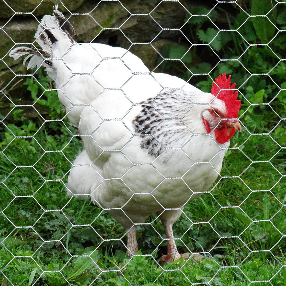 MTB Supply chicken wire installed around a coop illustrating secure containment and garden protection
