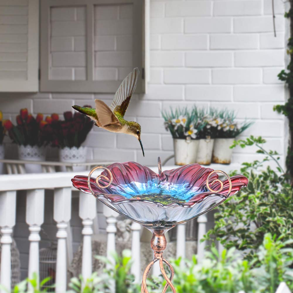MUMTOP with small bird using the bowl showing attraction and natural garden activity